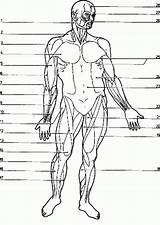 Muscle Coloringhome Label Worksheets Sheets 1207 Anatomi Detailed Bulkcolor Insertion sketch template