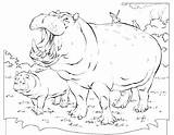 Hippo Coloring Pages Baby Hippopotamus Getdrawings Getcolorings Color Printable Colorin sketch template