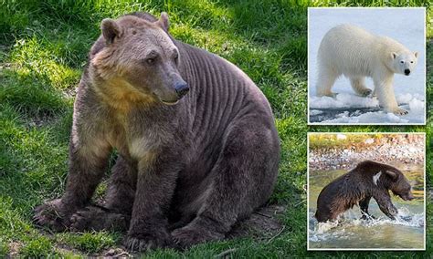 Critically Endangered Polar Bears Are Mating With Grizzly Bears Heading