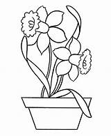 Daffodil Coloring Pottery Outline Flower Drawing Pages Printable Netart Getcolorings Getdrawings sketch template