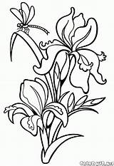 Coloring Flowers Pages Snowdrop Iris Gif sketch template