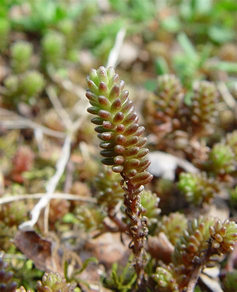 sedum sexangulare six angled stonecrop go botany