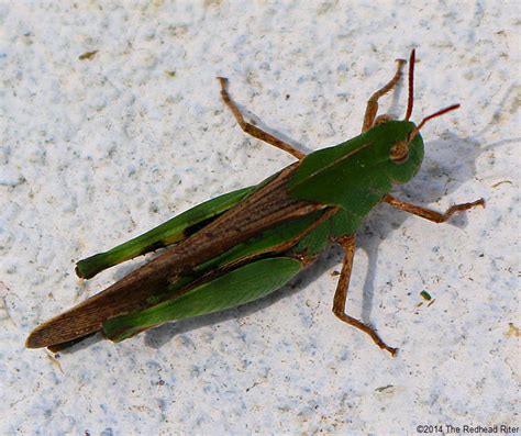 27 Grasshopper Facts Symbolism And You