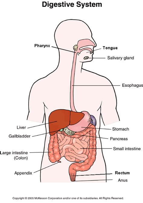 label  parts   digestive system  biological science picture directory pulpbitsnet