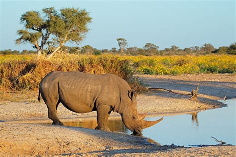 rhinos  worldatlas