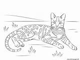 Coloring Cat Bengal Pages Tabby Spotted Printable Brown Cats Drawing Adult Realistic Adults Easy Striped Print Ausmalen Supercoloring Bengalen Top sketch template