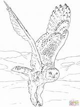 Snowy Uhu Ausdrucken Eulen Malvorlagen Eule Harfang Neiges Owls Schnee Innen Kinderbilder Supercoloring sketch template