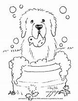 Coloring Newfoundland Pages Great Pyrenees Bernard Saint Bath Dog Amy Bolin Sheet Time Sheets Puppy Getcolorings Printable Dogs Getdrawings sketch template