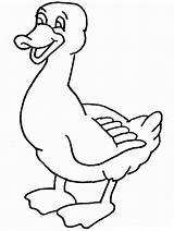 Duck Coloring Pages Kids Preschool Colouring sketch template