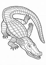 Caiman Coloring Pages Printable Momjunction Reptiles Snouted Broad Drawing Crocodile sketch template