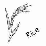 Rice Plant Vector Illustration Grain Noodles Vermicelli Illustrations Stock Clip Eps Drawn Sketch Hand sketch template