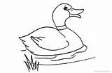 Duck Coloring Pages Mallard Printable Kids Cartoon Adults sketch template