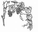 Grapevine Grape Vine Grapes Clipart Illustration Leaves Drawing Clip Domain Line Public Branch Publicdomainpictures Outline Coloring Vector Drawings Pages лозы sketch template