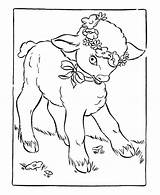 Lamb Lambs Agneau Animaux Sheep Paskah Mewarna Coloriages Paintingvalley sketch template