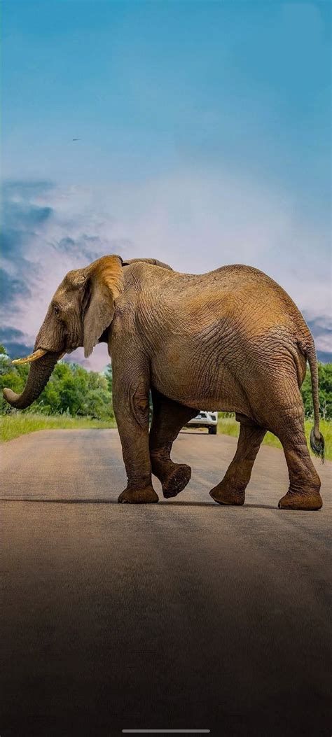 elephant  road side wildlife photography wallpaper hd dr nilesh mori african animals
