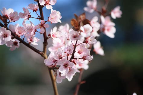 pink blossoms  plum tree picture  photograph  public domain
