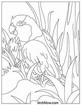 Parrots sketch template