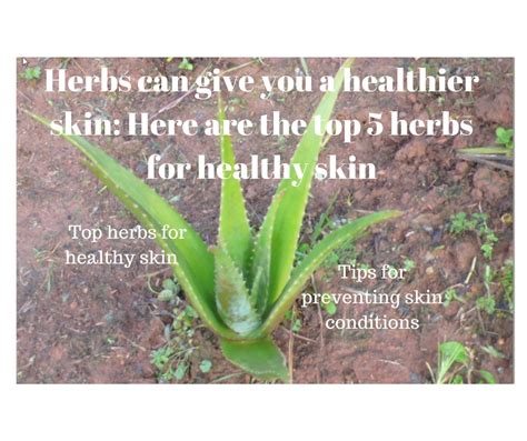 here are the top 5 herbs for healthy skin my life with