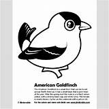 Goldfinch Coloring American 69kb 400px sketch template