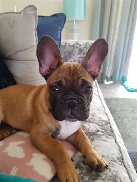 french bulldog info size temperament lifespan puppies pictures