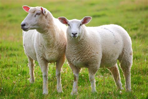 dorper ovce ovce bez vune