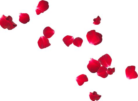 photo rose petals beautiful pedal valentine