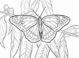 Coloring Pages Viceroy Butterfly Printable Print Color Drawings Supercoloring Bible Drawing sketch template