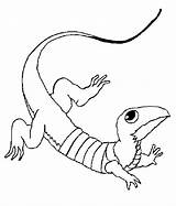 Coloring Lizard Pages Printable Kids sketch template