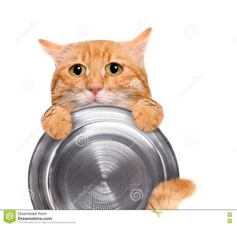 hållande matskål för hungrig katt arkivfoto bild av äta livsstil 70516832
