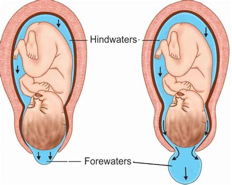 stages of normal labour