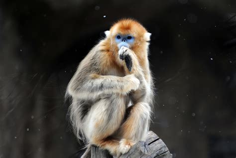 golden snub nosed monkey hd wallpaper background image