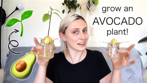 How To Grow Avocado Plant From A Pit Youtube
