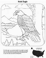 Eagle Bald Coloring Pages Nest Endangered Species Education Colorat Planse Specii Rare Library Clipart Wpclipart Webp Agle Formats Available sketch template