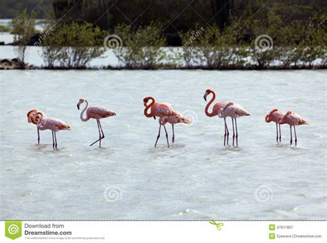 flamingos  curacao stock image image  wading salt