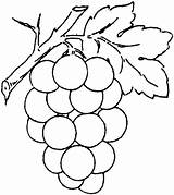 Druiven Tros Kleurplaat Categorieën Supercoloring Grape sketch template