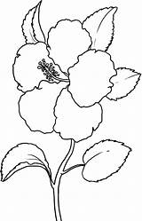 Flower Hibiscus Coloring Pages Hawaii Printable State Flowers Kids Colouring Print Color Drawing Tree Sheets Template Drawings Draw Visit Popular sketch template