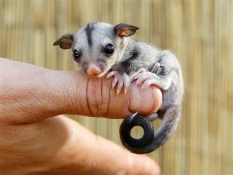 sugar gliders  sweet discovery  prospect creek daily telegraph