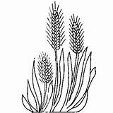 Wheat Coloring Plant Coloriage Barley Ears Pages Sketch Some Drawings Dessin Plante Plantes Plants Aromatiques Gif Designlooter Colorier 300px 56kb sketch template