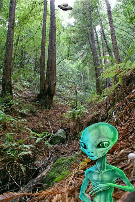 alien  redwood forest photograph  ben upham iii