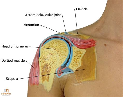 ac joint injuries acromioclavicular joint shoulder injuries injury
