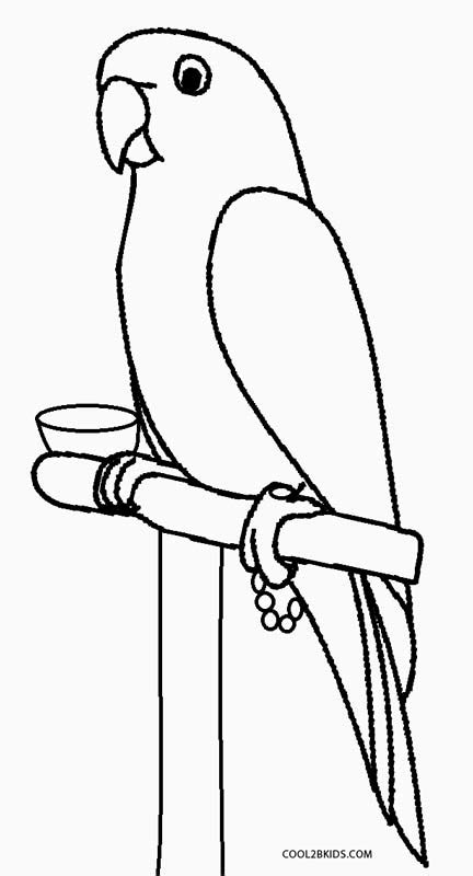 printable parrot coloring pages  kids
