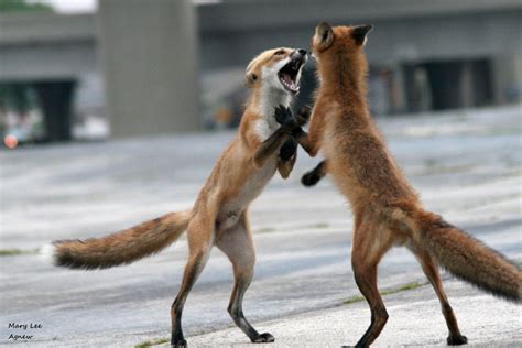 Red Fox Breeding Number Of Breeding Vixens Wildlife Online