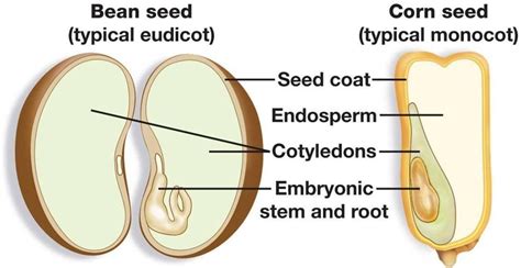 grade lesson     parts   seed