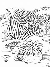 Fun Kids Coloring Coral sketch template