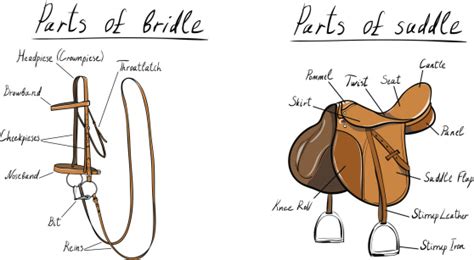 parts  saddle  bridle stock illustration  image  istock