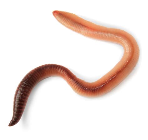 worms  worm world