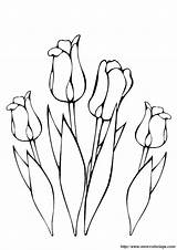 Colorat Tulpen Kleurplaat Primavara Flori Lente Kleurplaten Tulp Planse Fiori Desene Bloem Tulipano Tulip Bloemen Cu Tekenen Fleur Coloriage Ausmalbilder sketch template