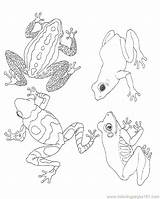 Amphibian Coloring Pages Getcolorings Printable Color sketch template