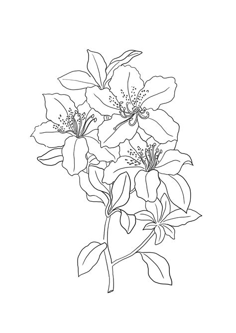 tiger lily coloring pages  getdrawings