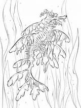 Leafy Seadragon Seepferdchen Seahorse Ausmalbilder Ausmalbild Supercoloring Super Fische Unterwasserwelt Malvorlage sketch template